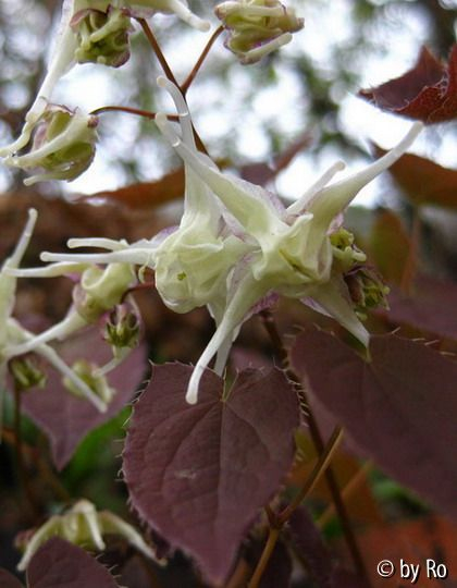 Epimedium koreanum Typ Luckhardt