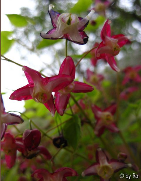 Epimedium x rubrum