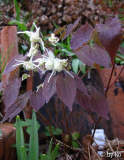 E. koreanum Typ Luckhardt Habitus