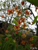 E. warleyense 
