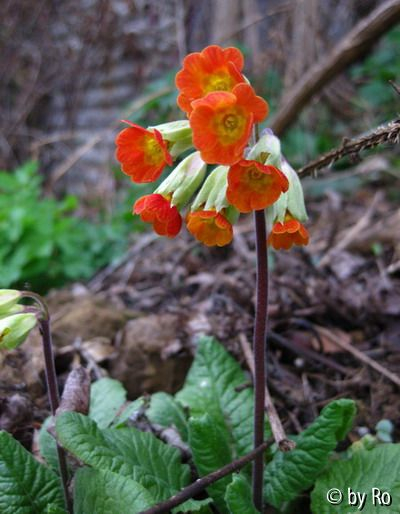 Primula veris orange