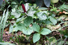 Trillium2012IMG_8547a.jpg