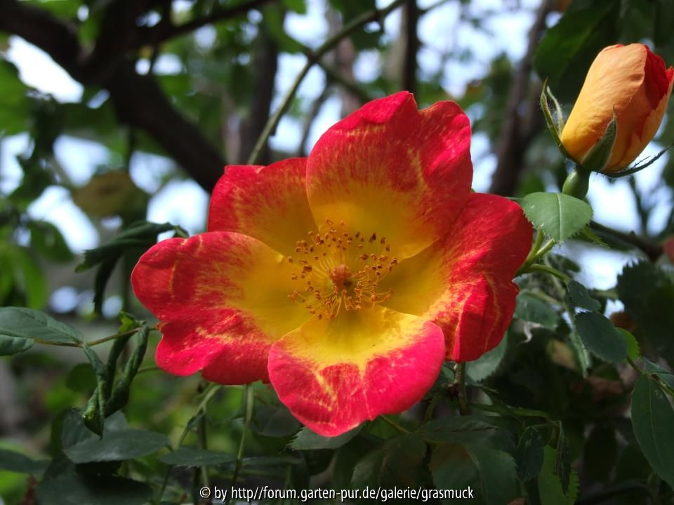 unbekannte Rose