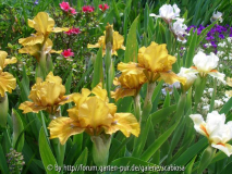 SDB Iris, Sämlinge