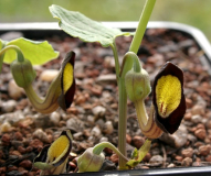Aristolochia steupii