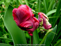 Tulipa 'Rokoko'