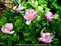 Paeonia corsica (2)