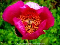 Paeonia mascula subsp. mascula