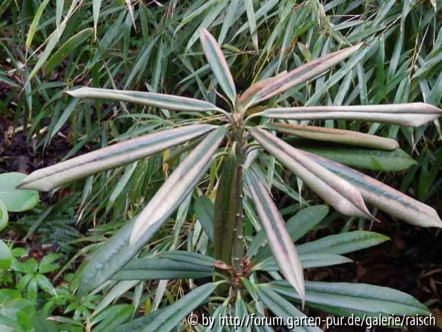 Rh. thayerianum