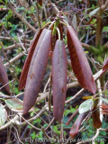 Rh. discolor 2