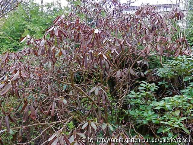 Rh. discolor 1