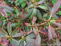 Rh. davidii