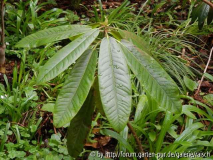Rh. auriculatum