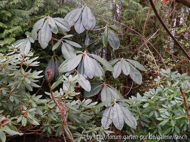 Rh. anwheiense/Rh. rex