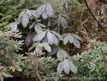 Rh. anwheiense/Rh. rex