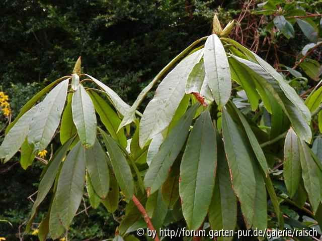 Rh. principis