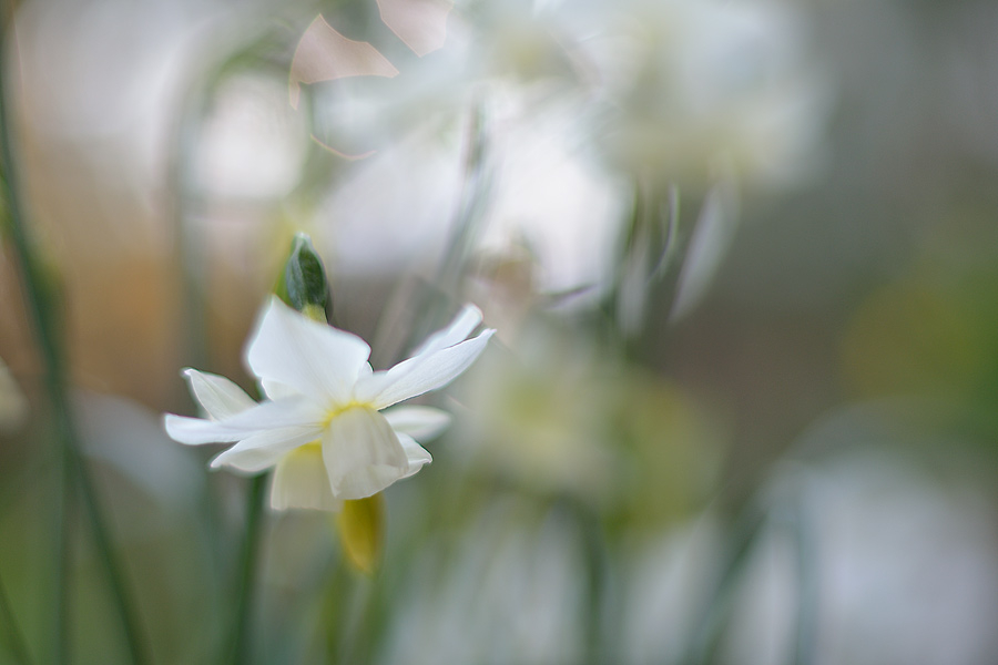 Narcissus ´Petrel´