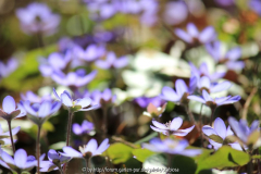 Hepatica am Naturstandort