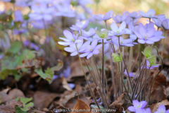 Hepatica am Naturstandort