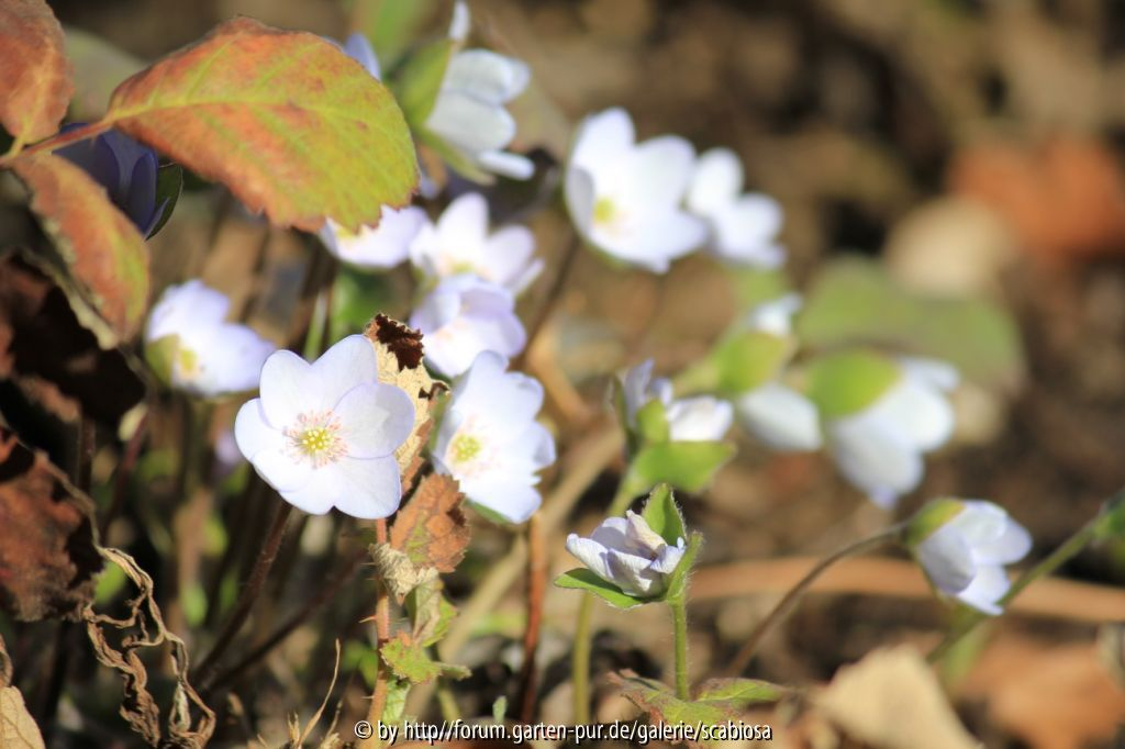Hepatica weiß