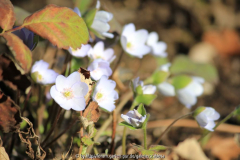 Hepatica weiß