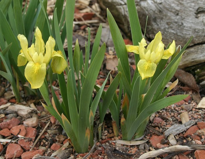 Iris humilis