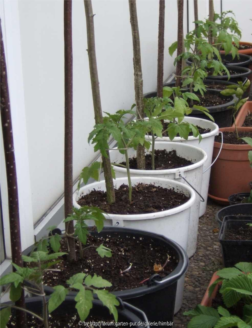 Tomatensetzlinge 2012