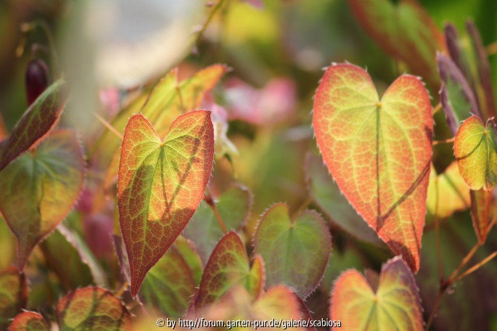 Epimedium Austrieb