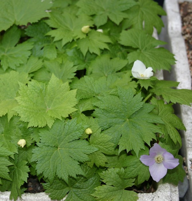 Glaucidium palmatum 200909