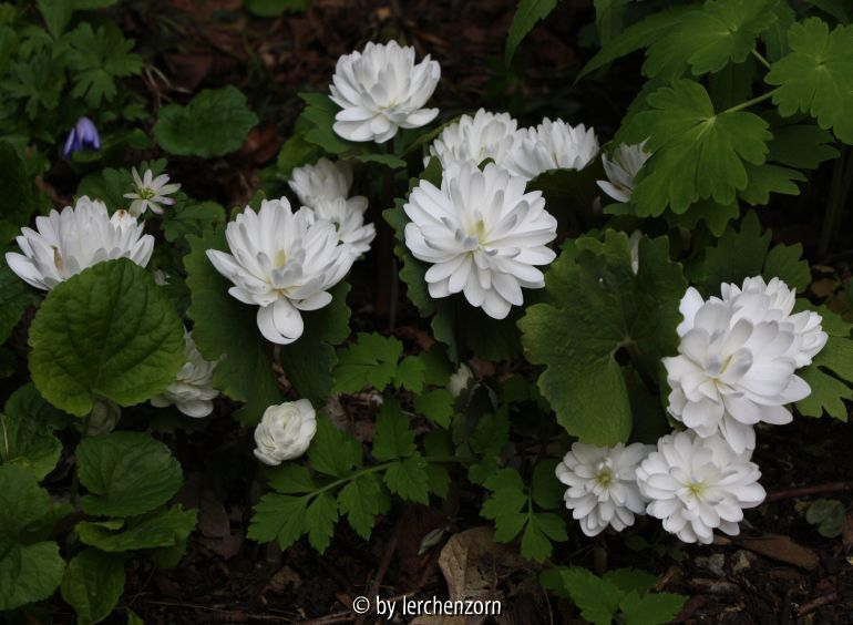 Sanguinaria canadensis Multiplex