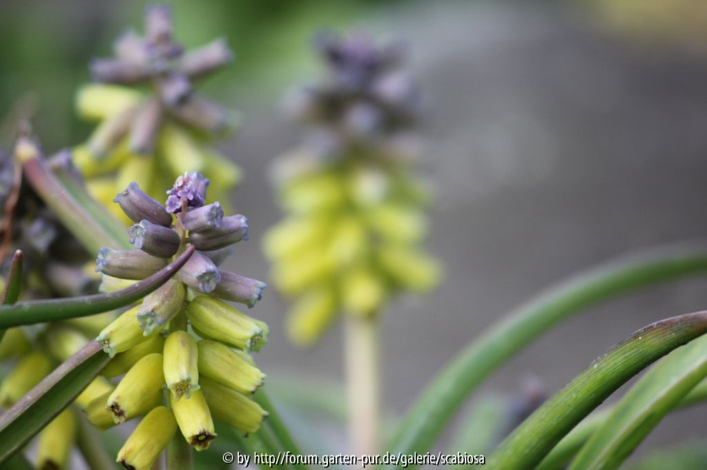 Muscari macrocarpum