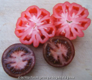 Tomaten quer 29-3-12.JPG