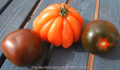 Tomaten 27-3-12~0.JPG