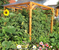 Tomatenhaus 8-8-11.JPG
