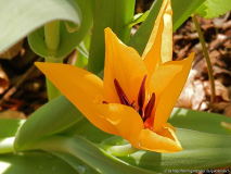 T. praestans 'Shogun' 2