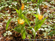 T. Praestans 'Shogun' 1