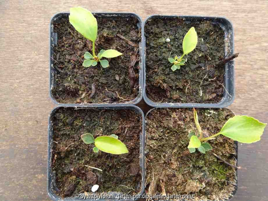 Trochodendron Babies 2012/04