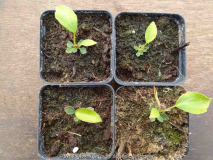 Trochodendron Babies 2012/04