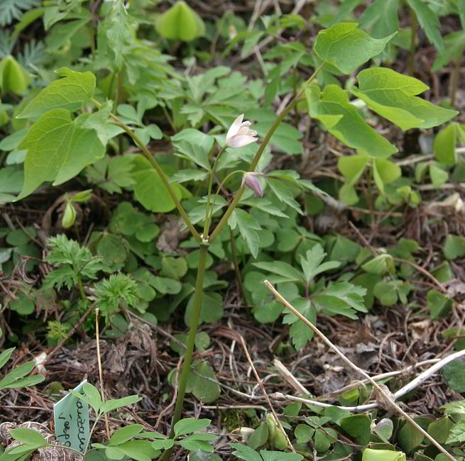 Ranzania japonica