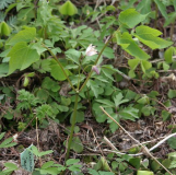 Ranzania japonica