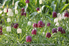 Fritillaria
