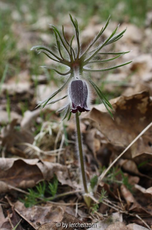 Wiesen-Küchenschelle (Pulsatilla pratensis)