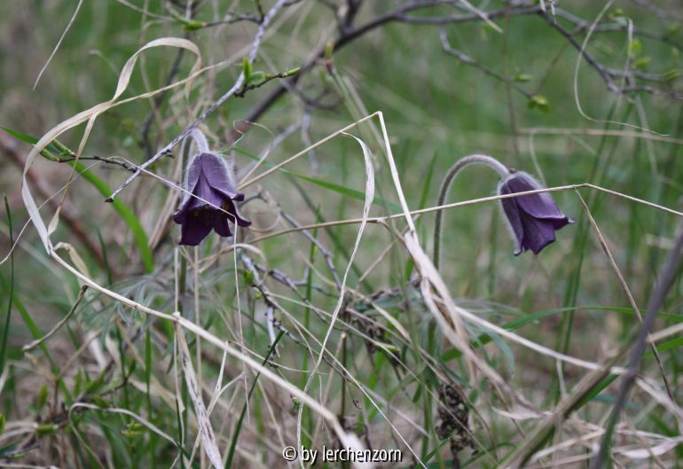 Wiesen-Küchenschelle (Pulsatilla pratensis)
