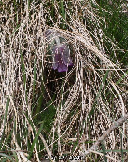 Wiesen-Küchenschelle (Pulsatilla pratensis)