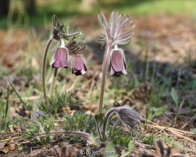 Wiesen-Küchenschelle (Pulsatilla pratensis)