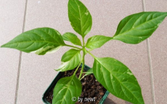 Fish Pepper