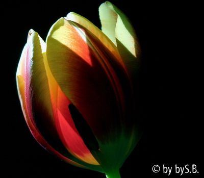 Tulpe im Durchlicht