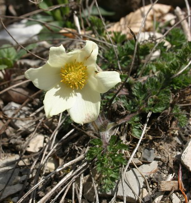 Pulsatilla albana