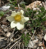 Pulsatilla albana