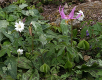 Erythronium revolutum